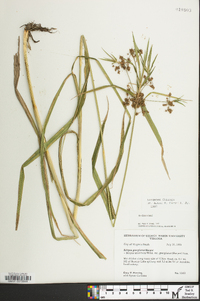 Scirpus georgianus image