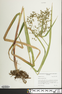 Scirpus expansus image