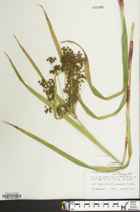 Scirpus expansus image