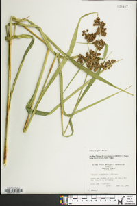 Scirpus georgianus image