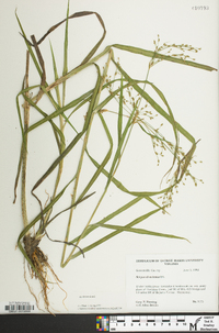 Scirpus divaricatus image