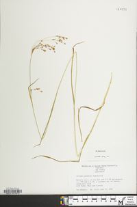 Scirpus pendulus image