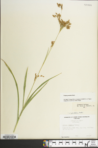 Scirpus pendulus image