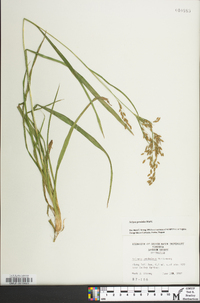 Scirpus pendulus image