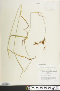 Scirpus pendulus image