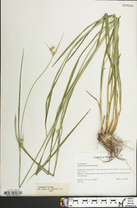 Scleria triglomerata image