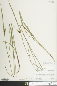 Scleria triglomerata image