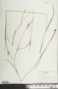 Scleria oligantha image