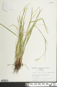 Scleria oligantha image