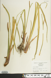 Acorus calamus image