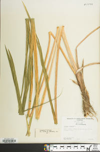 Acorus calamus image