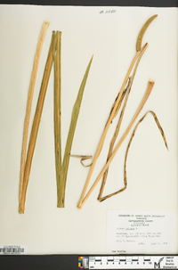 Acorus calamus image