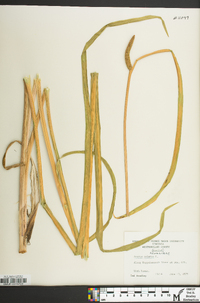 Acorus calamus image