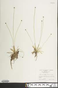 Lachnocaulon anceps image