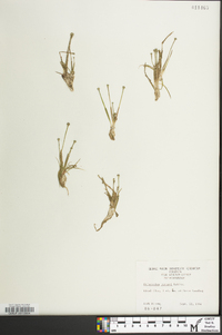 Eriocaulon parkeri image