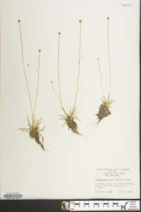 Lachnocaulon anceps image