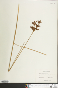 Juncus biflorus image