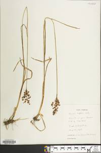 Juncus biflorus image