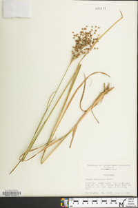 Juncus biflorus image