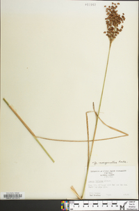 Juncus biflorus image