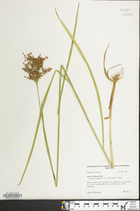 Juncus biflorus image