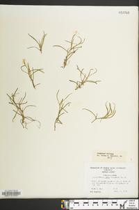 Heteranthera dubia image