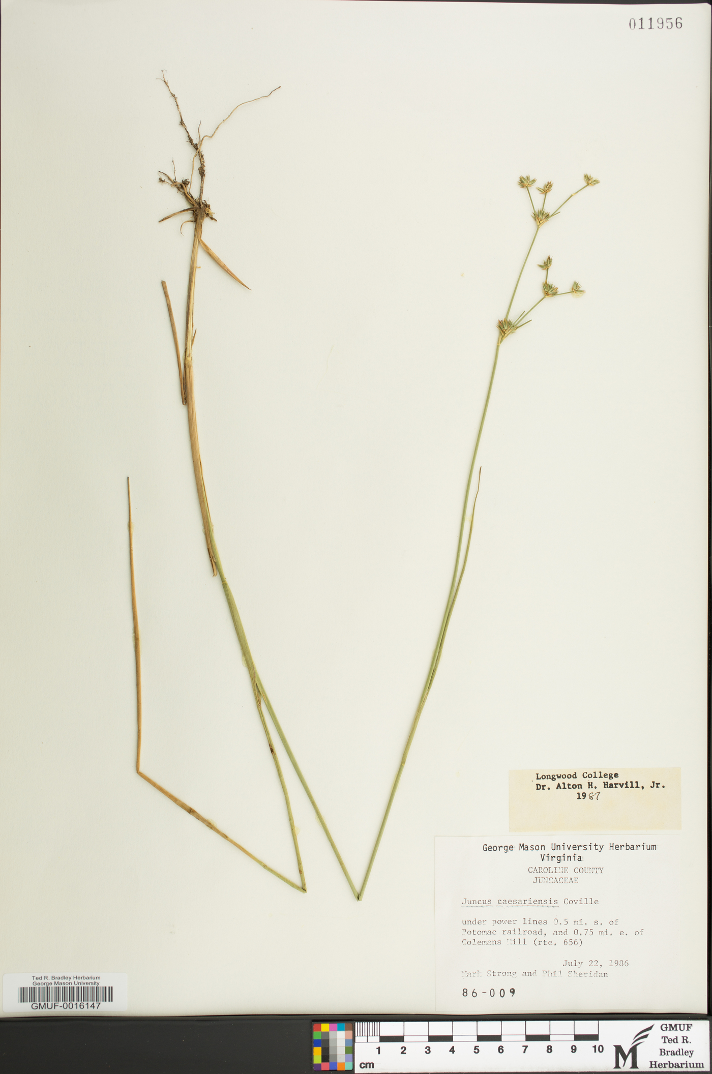 Juncus caesariensis image