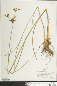 Juncus caesariensis image