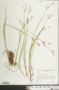 Juncus brevicaudatus image