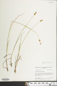 Juncus brachycarpus image