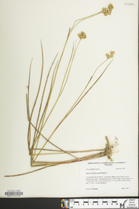 Juncus brachycarpus image