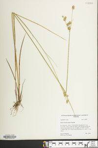 Juncus brachycarpus image