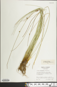 Juncus coriaceus image