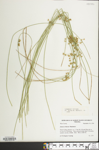 Juncus coriaceus image