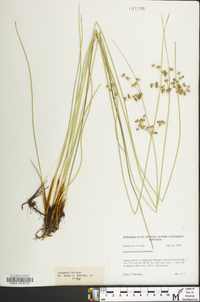 Juncus coriaceus image