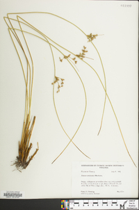 Juncus coriaceus image