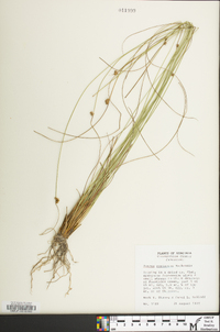 Juncus coriaceus image