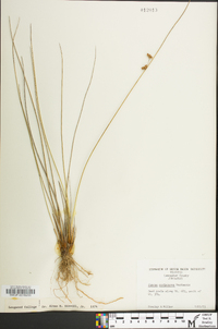 Juncus coriaceus image