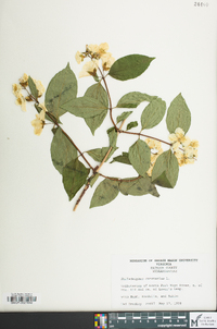 Philadelphus coronarius image