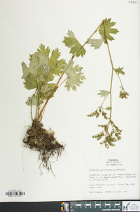 Boykinia aconitifolia image