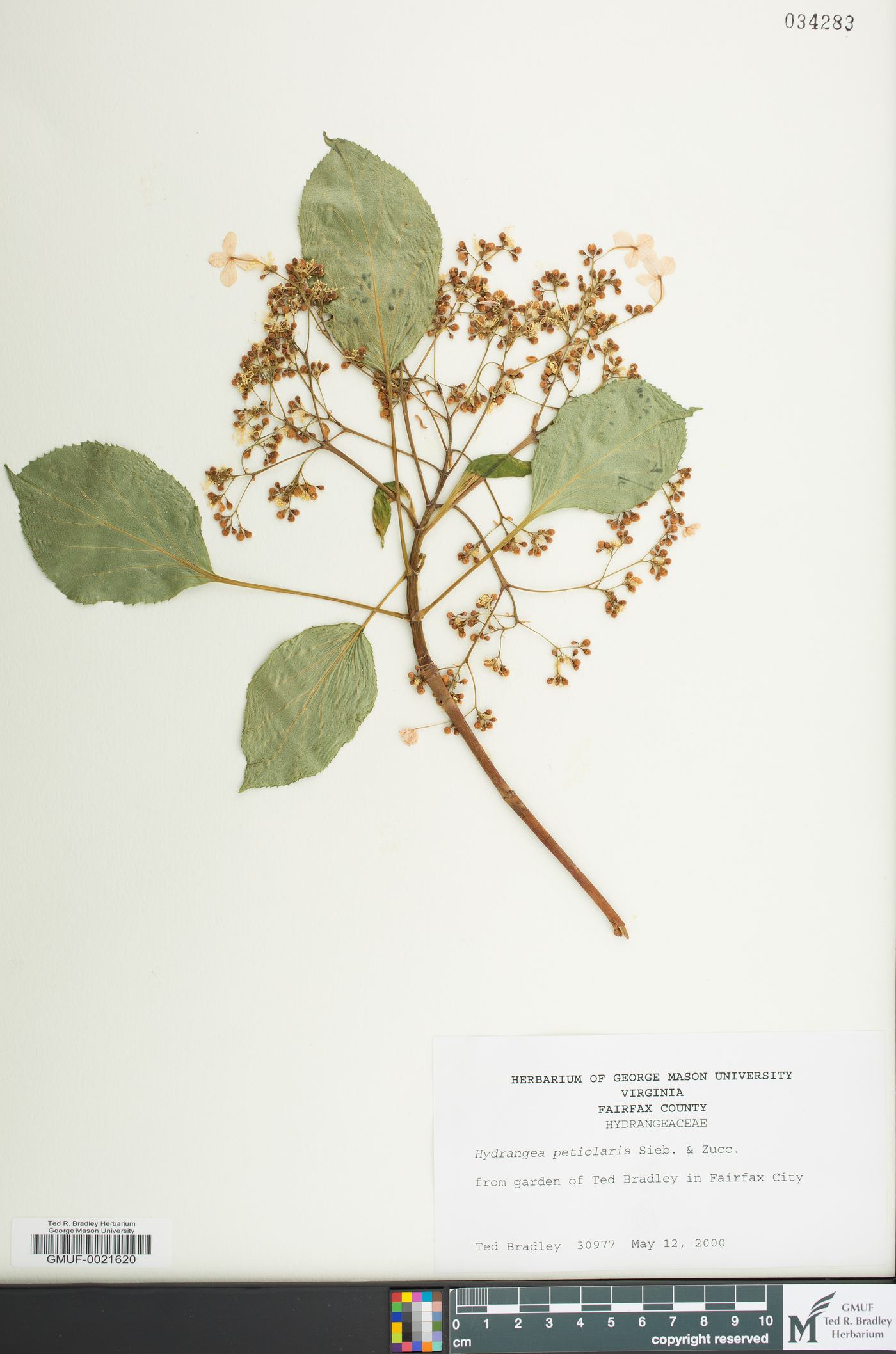 Hydrangea petiolaris image