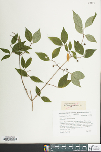 Philadelphus hirsutus image