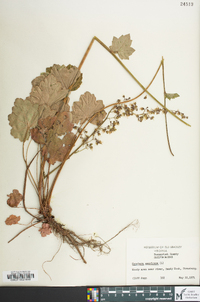 Heuchera americana image