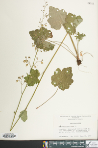 Heuchera americana image