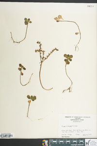 Sedum ternatum image