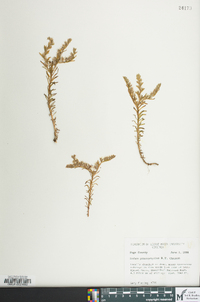 Sedum glaucophyllum image
