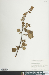 Ribes rotundifolium image