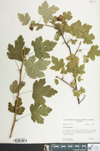 Ribes cynosbati image