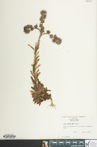 Sempervivum montanum image