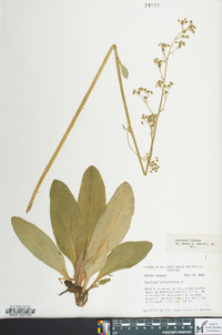 Micranthes pensylvanica image